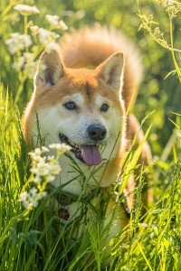 shiba-6292659_640.jpg